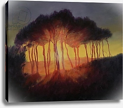 Постер Миятт Антония Wild Trees at Sunset, 2002