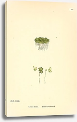 Постер English Botany №220
