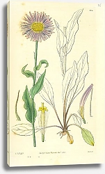 Постер Curtis Ботаника №52 1
