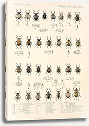 Постер Годман Фредерик Insecta Coleoptera Pl 168