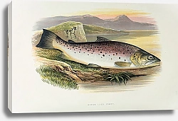 Постер Great lake trout