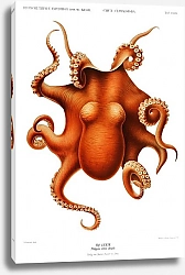 Постер Винтажная цветная иллюстрация осьминога из Немецкой экспедиции Тифзее, Немецкой глубоководной экспедиции (1898–1899) Карла Чуна