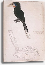 Постер Rufous -necked Hornbill (female)