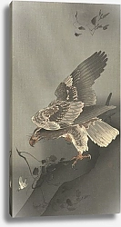 Постер Косон Охара Eagle lurking for prey