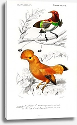 Постер Пипра и Королевская райская птица