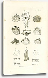 Постер Tridacna gigas, Tellina linguafelis, Cardwm fimbriatum, Venus, Chama croceata, Lucina Jamaicensis