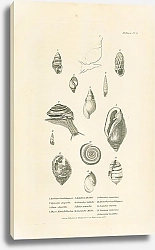 Постер Bulimus Guadalupensis, Lymnaeus stagnalis, Pupa striatella, Physa Novae-Hollandiae