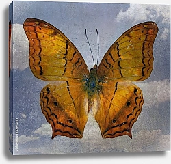 Постер Оранжевая бабочка на фоне голубого неба