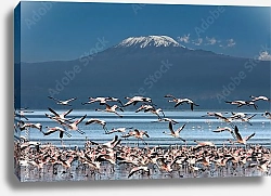Постер Птицы на фоне Килиманджаро