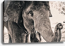 Постер Ретро-фотография слона