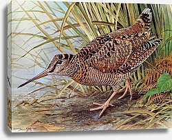 Постер British Birds - Woodcock
