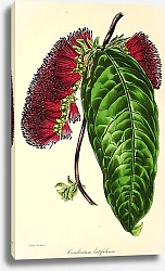 Постер Combretum Latifolium