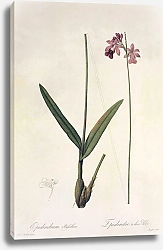 Постер Epidendrum bifidum Aubl