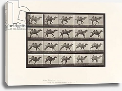 Постер Муйбридж Идвеард Plate 740. Bactrian Camel;, Galloping, 1885