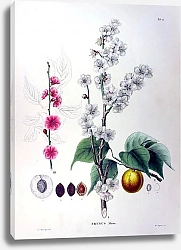 Постер Флора Японии №11
