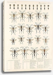 Постер Годман Фредерик Insecta Hymenoptera Pl 10