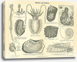 Постер Моллюски и оболочники