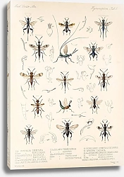 Постер Годман Фредерик Insecta Hymenoptera Pl 06