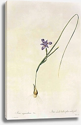 Постер Gynandiris sisyrinchium