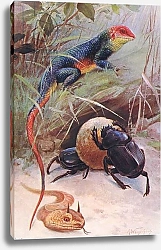 Постер Кунер Вильгельм A Gama, Horned Viper and Sacred Beetle, illustration from'Wildlife of the World', c.1910