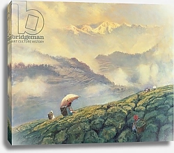 Постер Скотт Болтон (совр) Tea Picking, Darjeeling, India, 1999
