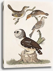 Постер Птицы Америки Уилсона 34