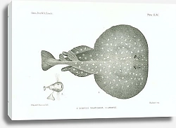 Постер Torpedo Marmorata, Embryo