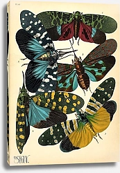Постер Insects by E. A. Seguy №8