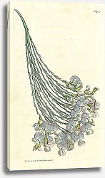 Постер Curtis Ботаника №68 1