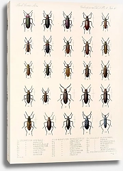 Постер Годман Фредерик Insecta Coleoptera Pl 111
