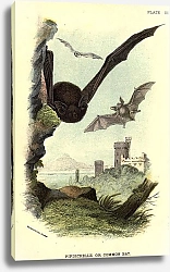 Постер BRITISH MAMMAL 1896 COMMON BAT
