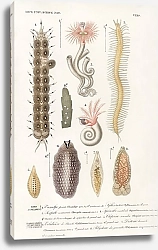 Постер Различные виды морских обитателей