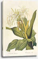 Постер Crinum asiaticum L