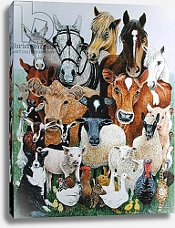 Постер Скотт Пэт (совр) Animal Allsorts