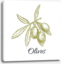 Постер Оливковая ветвь с зеленым оливки