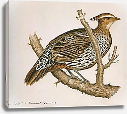 Постер Koklass Pheasant (female)