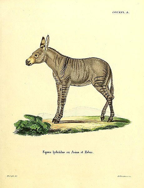 Зебра Equus hybridus ex Asino et Zebra