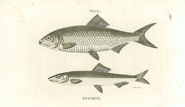Shad, Anchovy 3