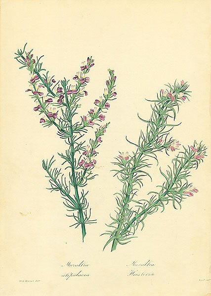 Muraltia Stipulacea, Muraltia Heisteria 1