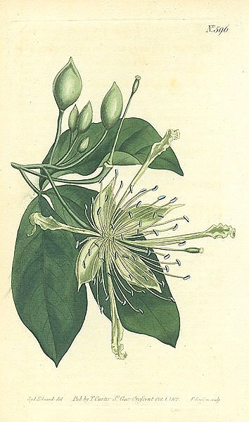 Curtis Ботаника №45 1
