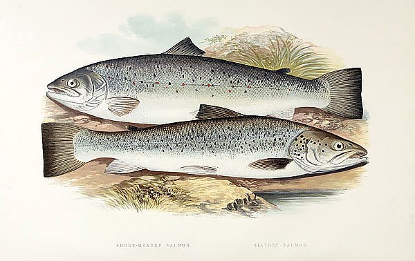 Short-headed salmon, silvery salmon