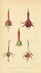 Постер Fuchsia Cordifolia, Seedling Fuchsias