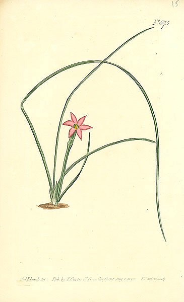 Curtis Ботаника №60 1