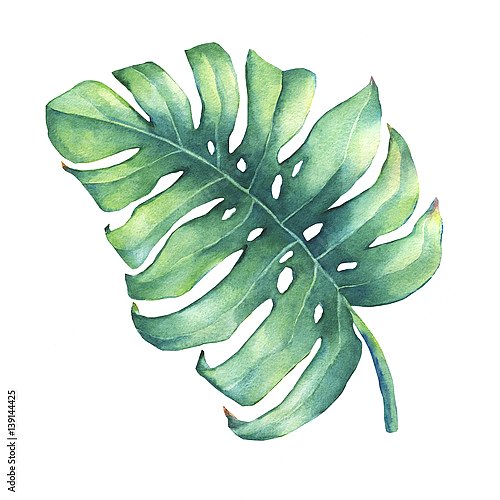 Большой тропический зеленый лист растения Монстера