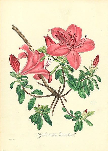 Azalea Indica Danielsia 1
