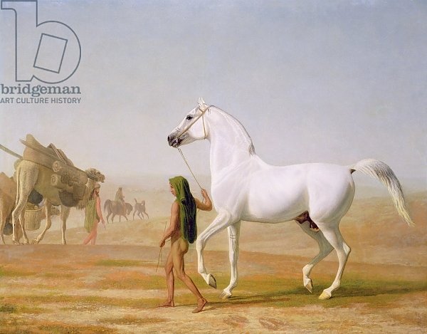 The Wellesley Grey Arabian led through the Desert, c.1810