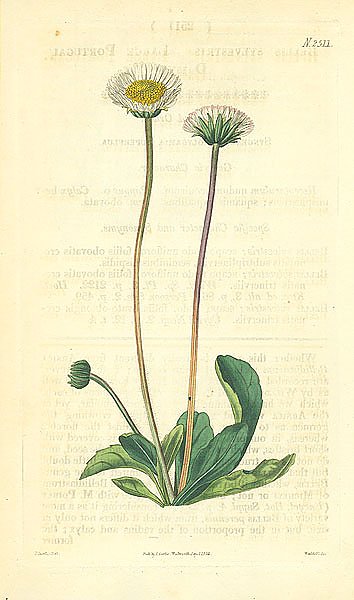 Curtis Ботаника №59 1