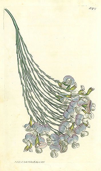 Curtis Ботаника №68 1