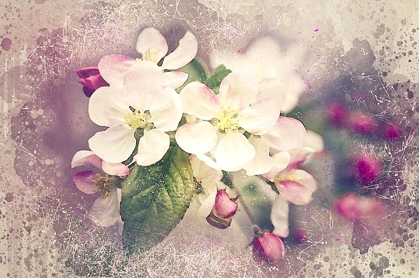 Состаренное фото с цветущей веткой яблони