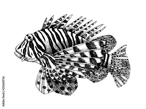 Рисованная рыбка-крылатка